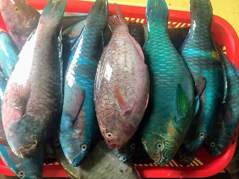 Cá mó xanh với màu sắc rực rỡ và thân hình săn chắc
