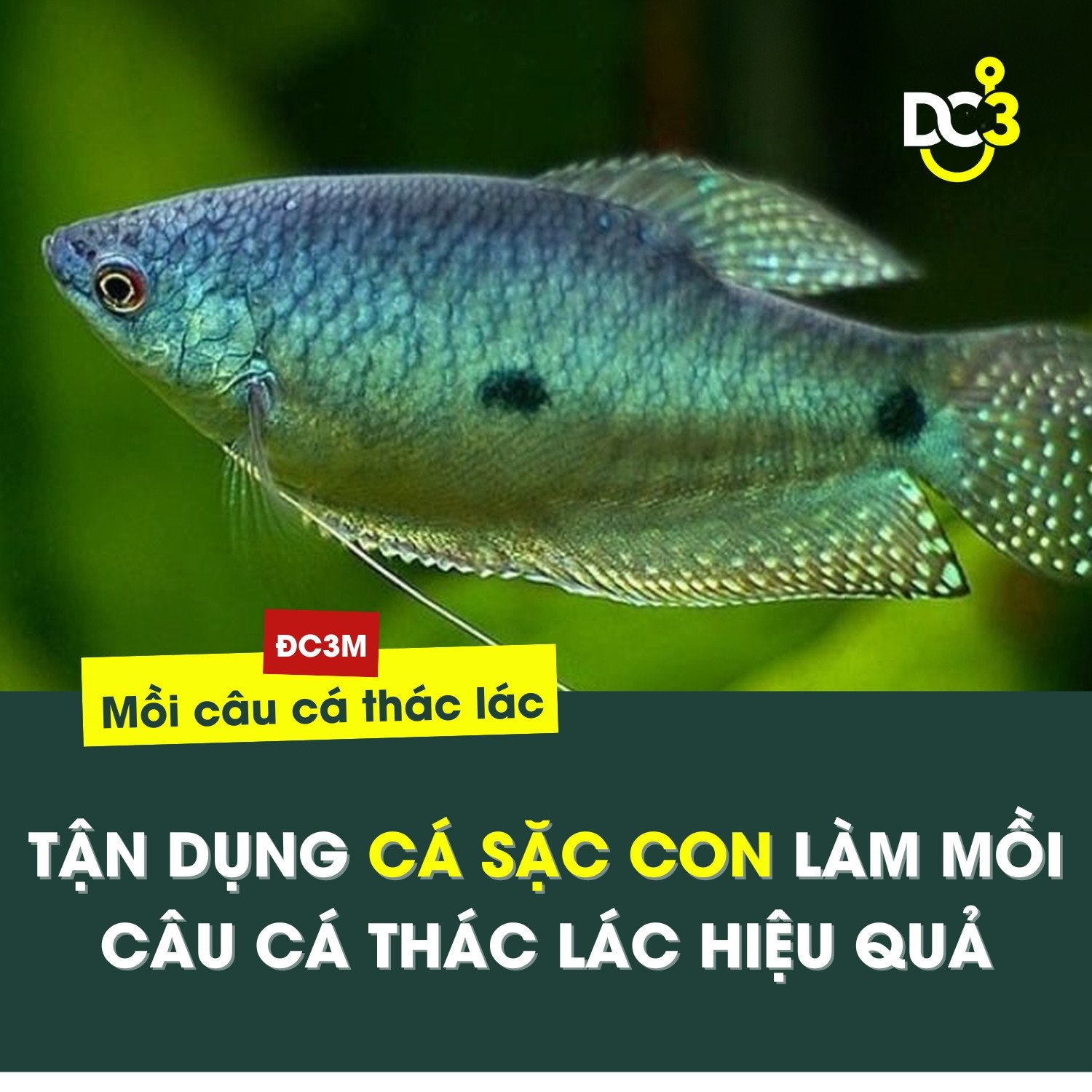 Cá mồi dụ Cá Thát Lát hiệu quả
