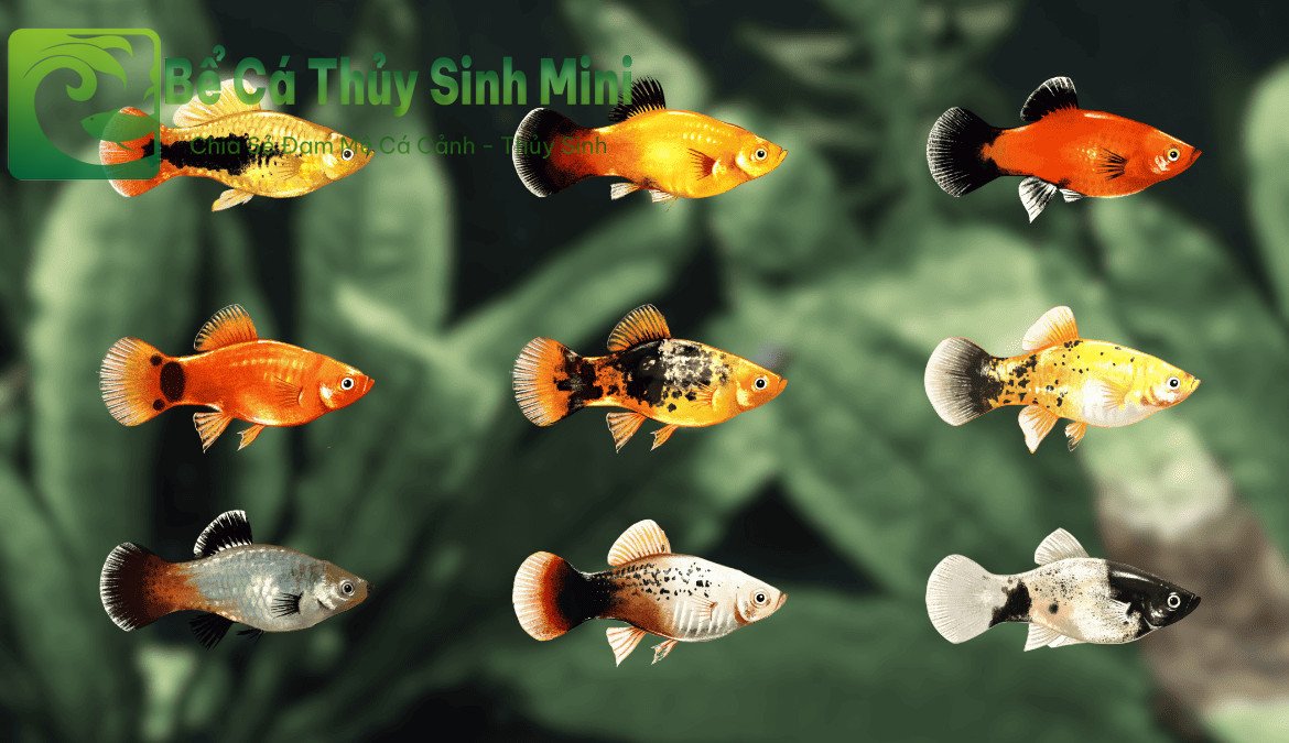 Cá Mún (Platy) - loài cá cảnh nhỏ sinh sản nhanh và thân thiện