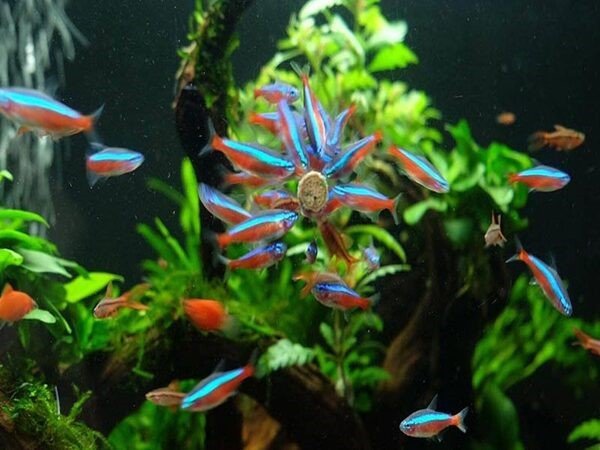 Cá Neon Tetra - một loại cá thủy sinh dễ nuôi bơi theo đàn đẹp mắt