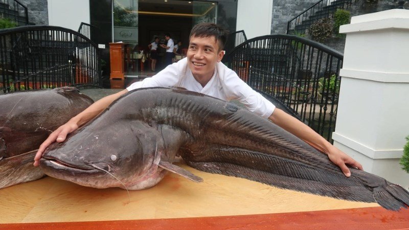 Cá nheo sau khi được đánh bắt