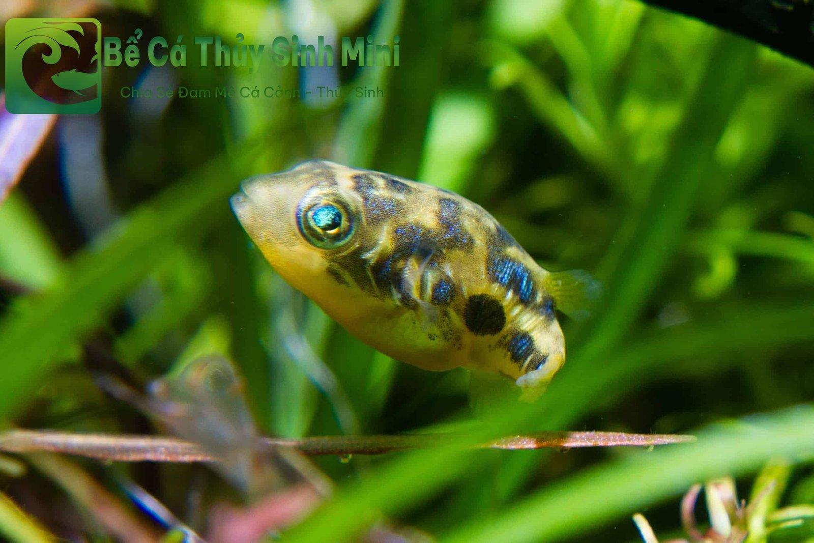 Cá Nóc Mini (Dwarf Puffer) - loài cá cảnh nhỏ thông minh và đáng yêu