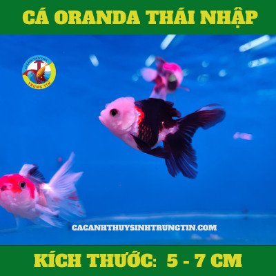 Cá Oranda Thái nhập có màu sắc rực rỡ