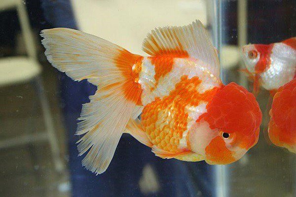 Cá Oranda với bộ vây đuôi kép xòe rộng rất đẹp mắt
