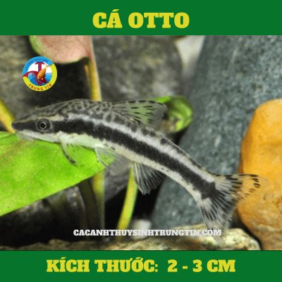 Cá Otto bám trên lá cây thủy sinh