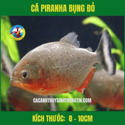 Cá Piranha Bụng Đỏ với vây đỏ đặc trưng