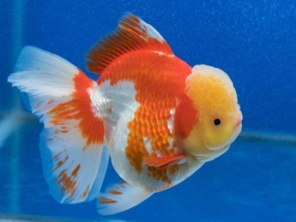 Cá Ranchu Lionhead với "bờm sư tử" đặc trưng