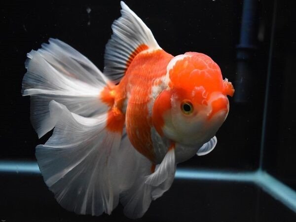 Cá Ranchu Oranda với đỉnh đầu lồi và vây lớn