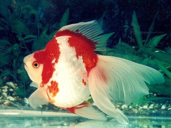 Cá Ranchu Ryukin có thân thon và vây đuôi cong