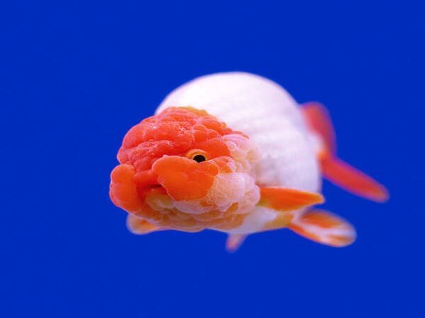Cá Ranchu Tancho nổi bật với đốm đỏ trên đầu