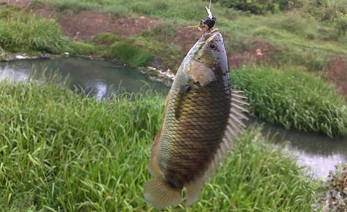 Cá rô đồng, loài cá nước ngọt có khả năng hô hấp phụ