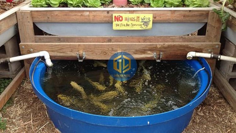 Cá rô phi đang được nuôi trong bể nhựa lớn