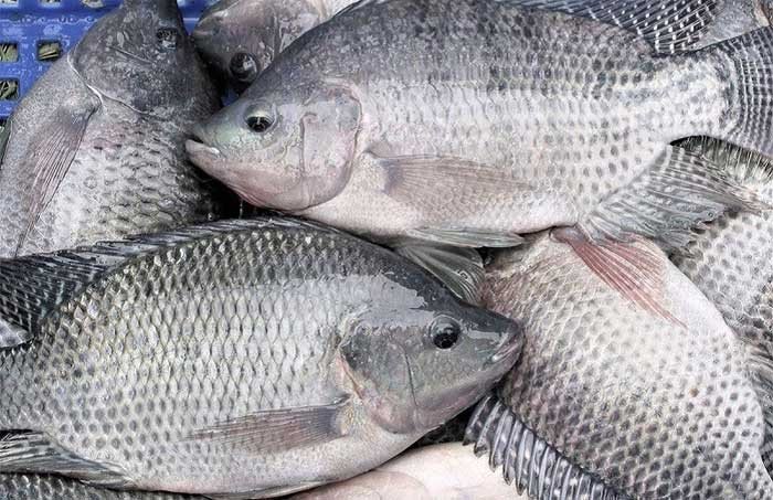 Cá rô phi, loài cá nước ngọt phổ biến trong nuôi trồng