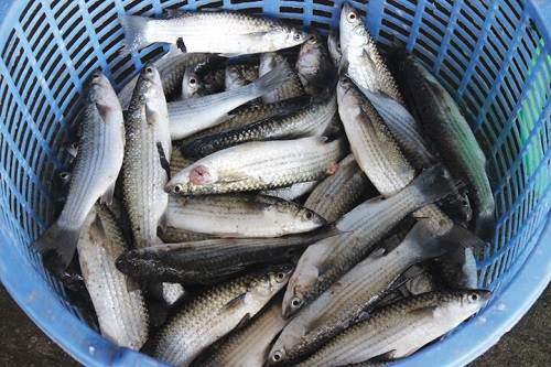 Cá rói tươi được ngư dân đánh bắt để bán