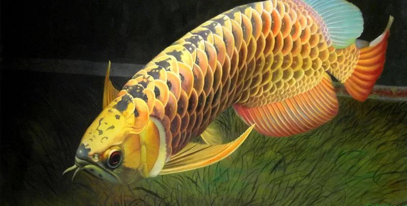 Cá Rồng bơi trong bể kính tại KIN AQUA