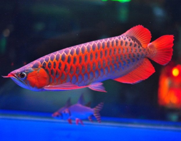 Cá Rồng đang bơi trong bể với các vật trang trí