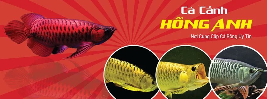 Cá Rồng Kim Long bơi trong bể kiếng lớn