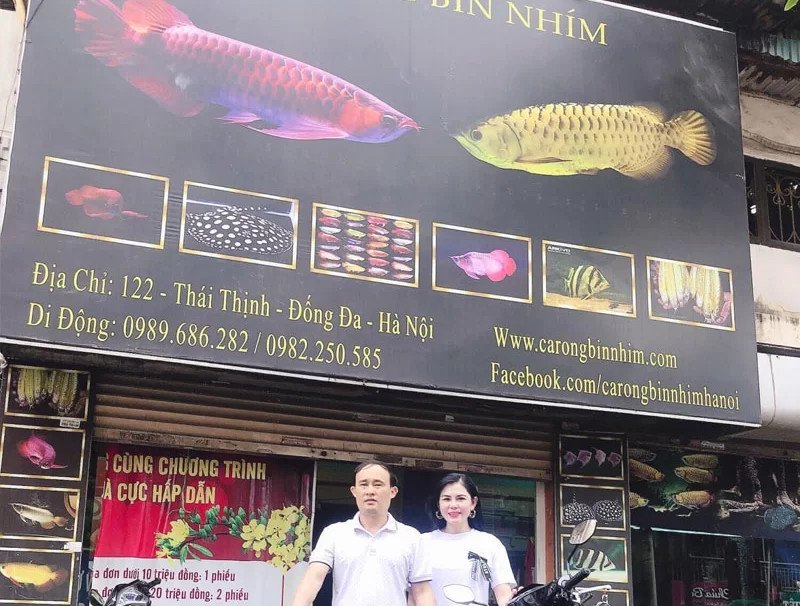 Cá Rồng Kim Long Quá Bối vảy sáng đẹp