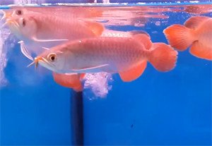 Cá Rồng size nhỏ màu đỏ đang bơi một mình