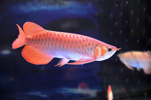 Cá Rồng size nhỏ màu trắng đang bơi gần mặt nước