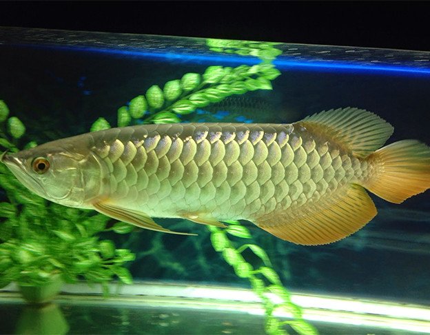 Cá Rồng size nhỏ màu vàng nhạt