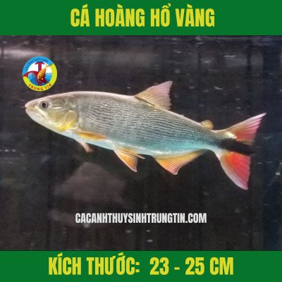 Cá săn mồi