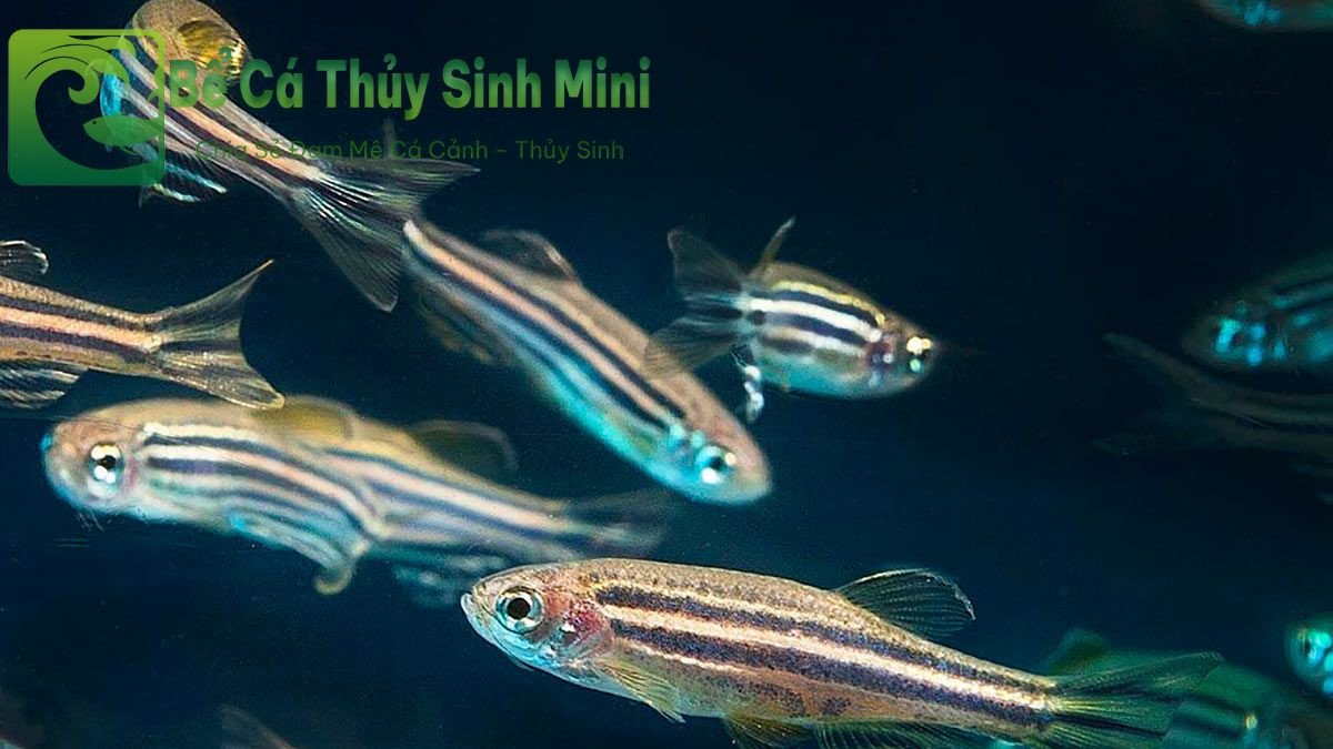Cá Sọc Ngựa (Zebrafish) - loài cá cảnh nhỏ nhanh nhẹn và dễ nuôi