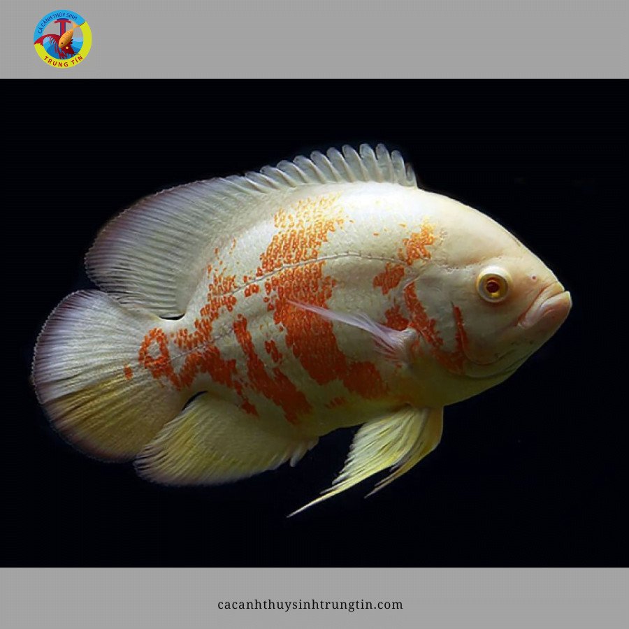 Cá Tai Tượng Albino bơi trong hồ