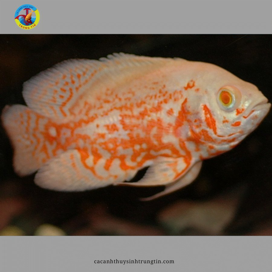 Cá Tai Tượng Albino đang tìm kiếm thức ăn