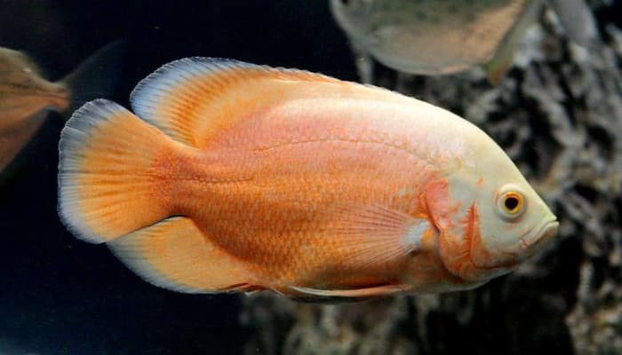 Cá tai tượng châu Phi Albino lửa