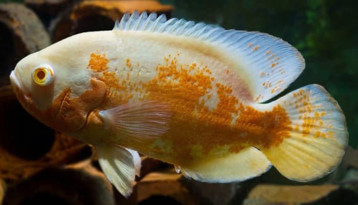 Cá tai tượng châu Phi Albino