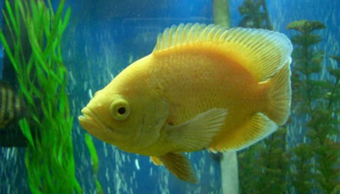 Cá tai tượng Châu Phi Lemon Oscar fish màu vàng chanh