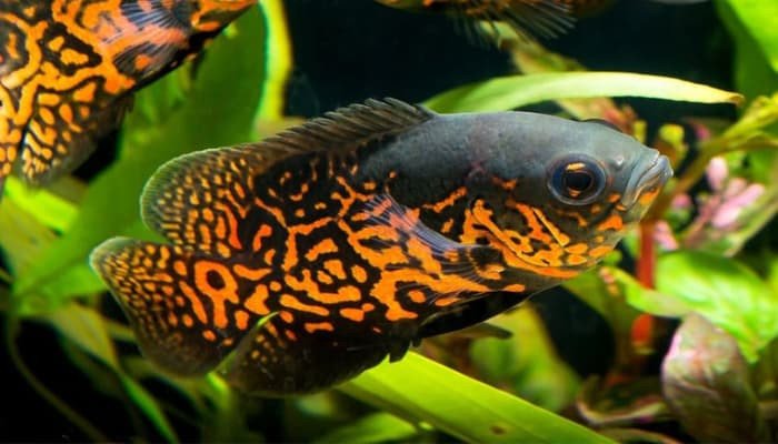 Cá tai tượng Châu Phi lửa Red Oscar fish rực rỡ