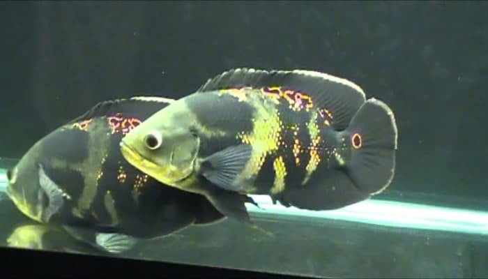 Cá tai tượng châu Phi Wild Oscar