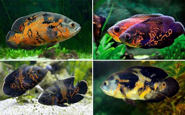 Cá tai tượng da beo (châu Phi) với những đốm đen nổi bật