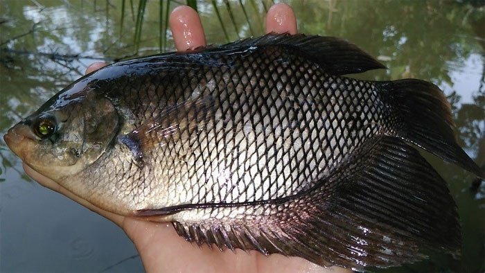 Cá tai tượng, một trong những loài cá nước ngọt dễ thích nghi