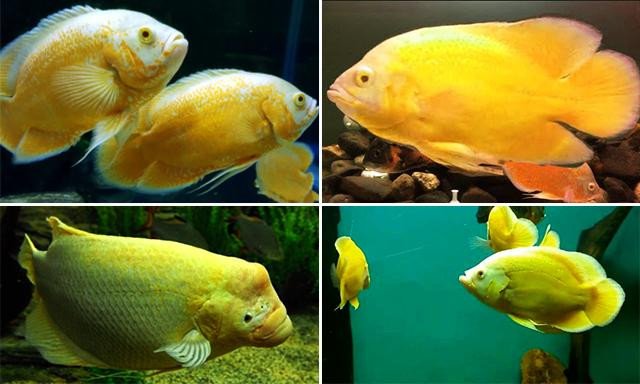 Cá tai tượng vàng với màu sắc rực rỡ