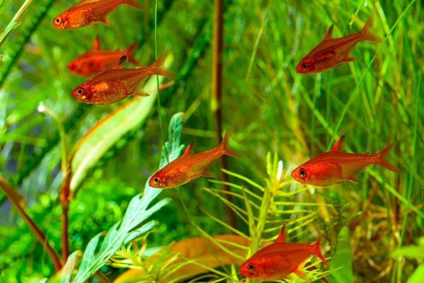 Cá Tetra bơi lội yên bình trong môi trường thủy sinh
