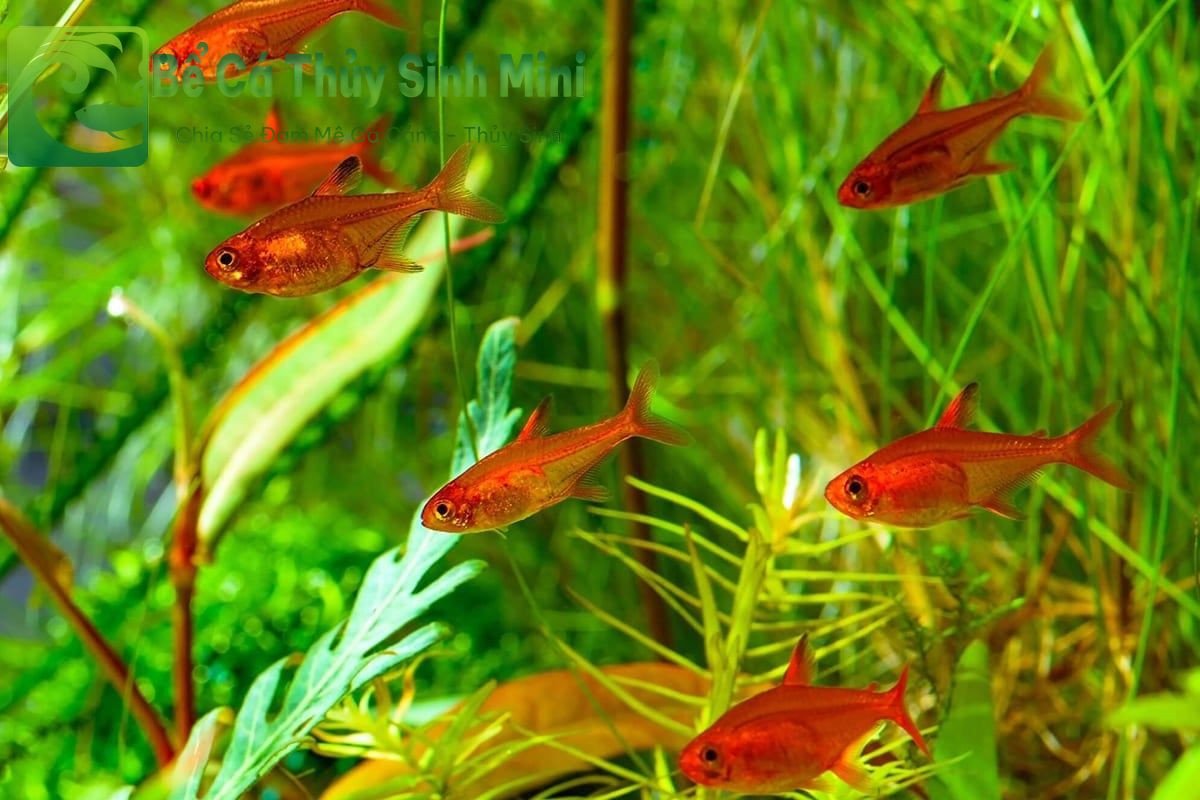 Cá Tetra Ember - loài cá cảnh nhỏ có màu đỏ cam rực rỡ