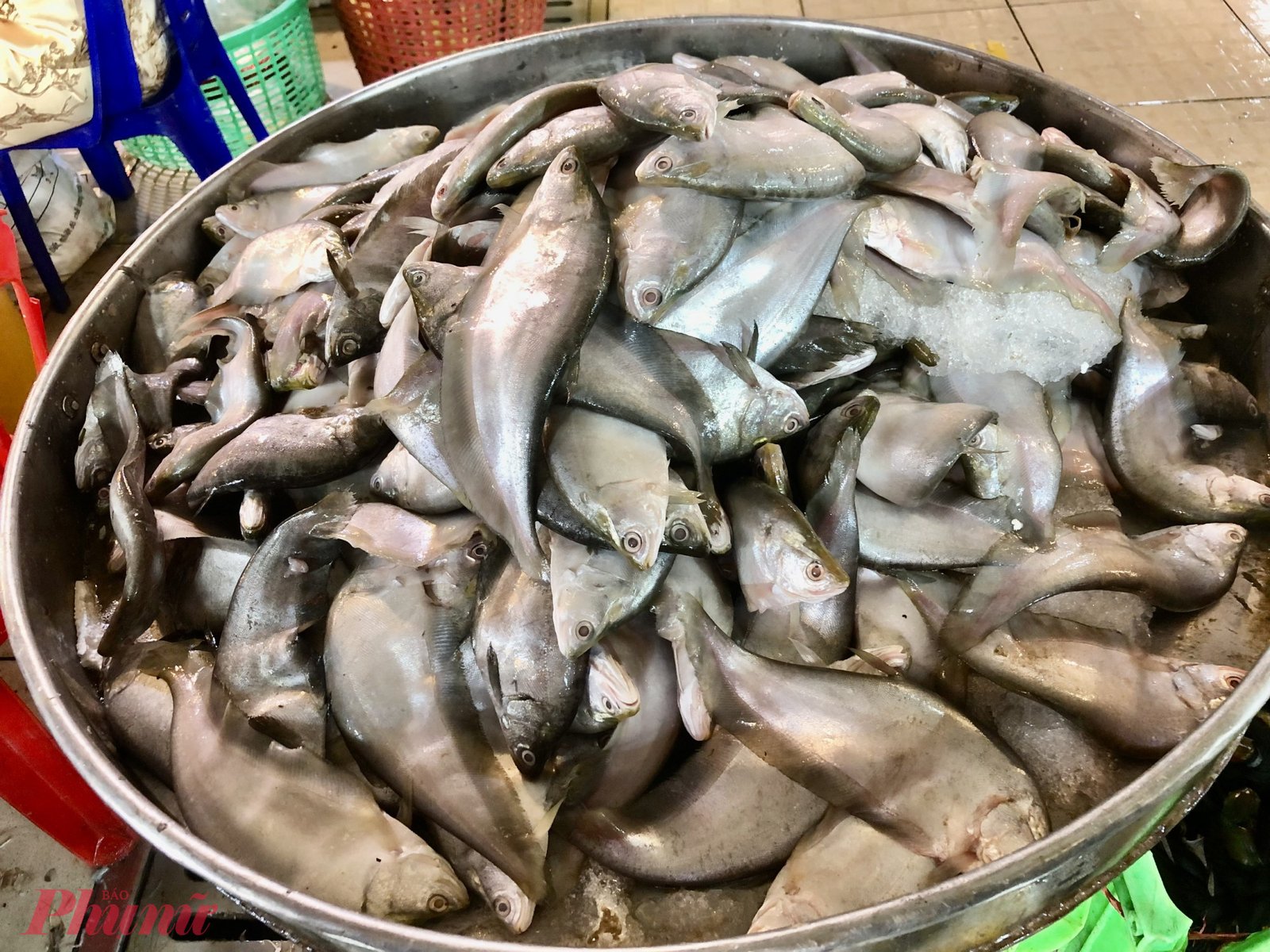 Cá thác lác nguyên con có thân hình thon dài và không có đốm đen trên đuôi