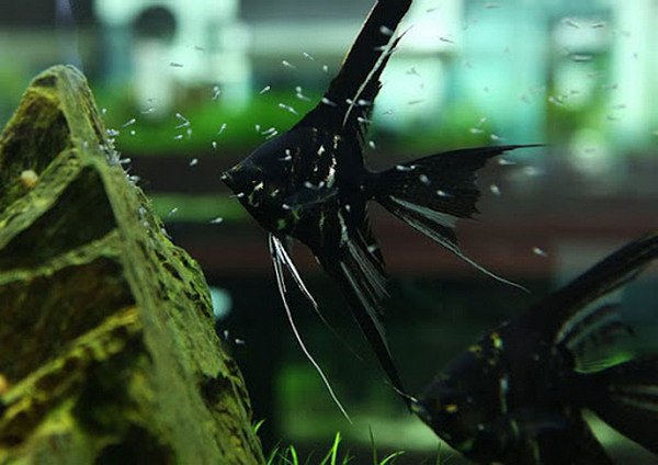 Cá thần tiên bị bệnh với đốm trắng và vây xơ