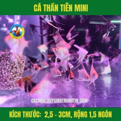 Cá Thần Tiên cỡ S với các vây dài