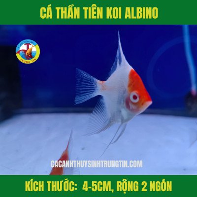Cá Thần Tiên Koi Albino với màu sắc rực rỡ và mắt đỏ đặc trưng