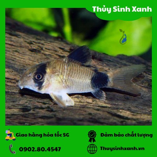 cá thủy sinh