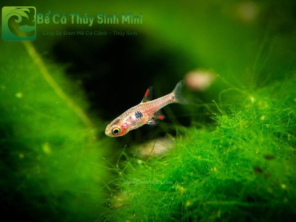 Cá Trâm (Boraras urophthalmoides) - loài cá cảnh nhỏ với mắt lấp lánh