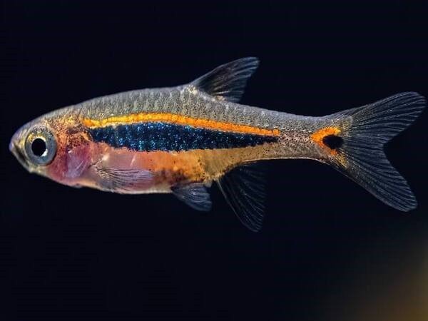 Cá Trâm (Endler’s Livebearer) là dòng cá thủy sinh dễ nuôi, nhỏ nhắn và sặc sỡ