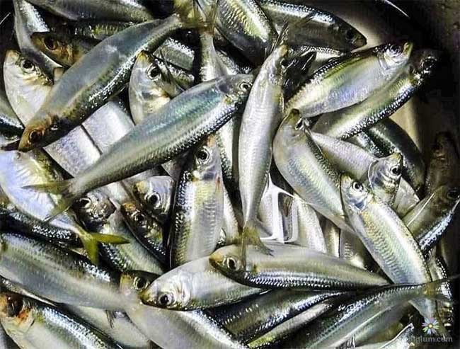 Cá trích, loài cá nước ngọt và lợ có kích thước lớn