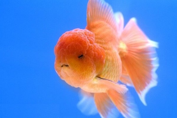 Cá vàng đầu lân Oranda sở hữu chiếc mũ thịt 'wen' độc đáo trên đầu