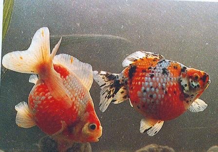 Cá vàng ngọc trai vảy hoa với màu sắc đa dạng