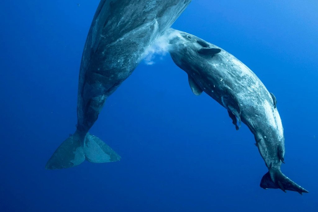 Cá voi con bú sữa mẹ bằng cách nào? Ảnh minh họa quá trình sinh con của động vật có vú ở biển.
